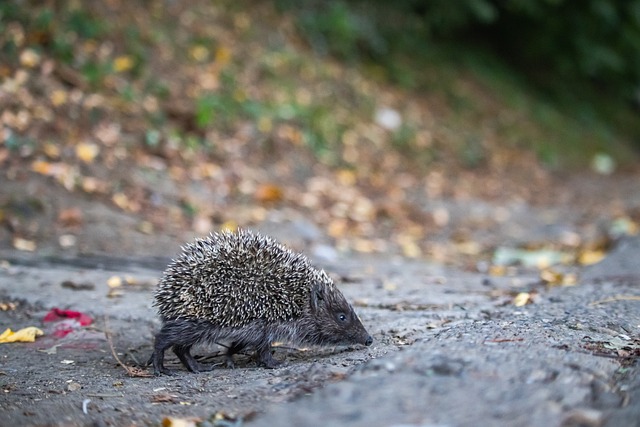 队整体与亚 队整体与亚