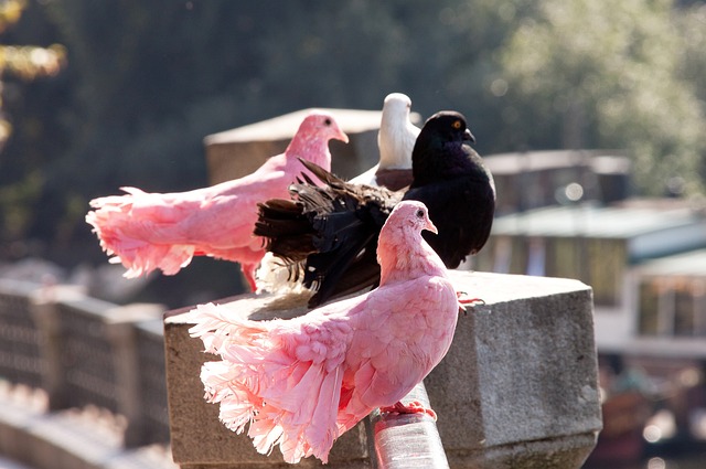 上赛季卫冕 上赛季卫冕